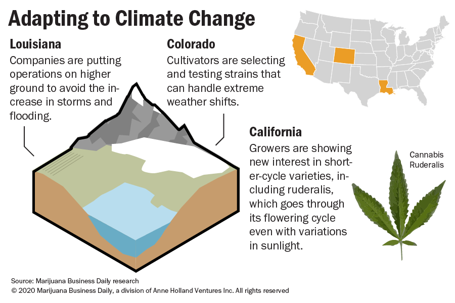 Extreme weather patterns force cannabis growers to rethink cultivation strategies