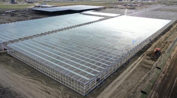 Aurora Cannabis shuts CA$250 million greenhouse ‘indefinitely’