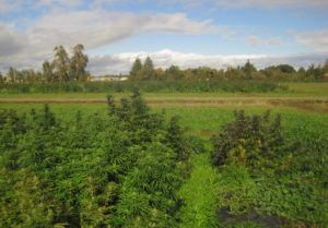 Arizona hemp growers suffer losses due to crown and root rot