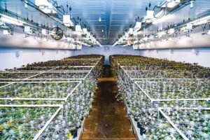 Cannabis companies use experimentation, contract labor and technology to plant efficiently