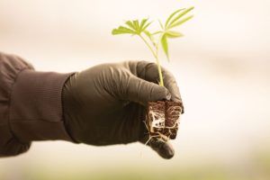 Dialing in flower cultivation is at the center of the booming marijuana business