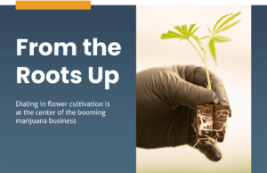 Expert tips to improve cannabis cultivation in 2021