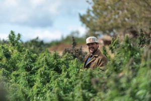 Hemp, marijuana growers provide strategies for success in producing field-grown cannabis