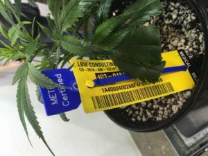 Outages involving California’s traceability system ‘causing a lot of heartburn’ for cannabis companies